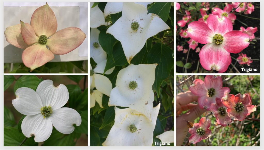 collage of dogwoods