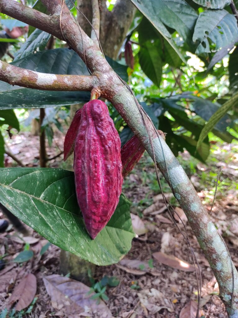 A pod from a Criollo cacao tree.