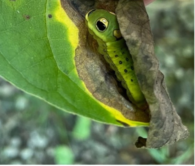 Spicebush swallowtail caterpillar in a spicebush leaf shelter.