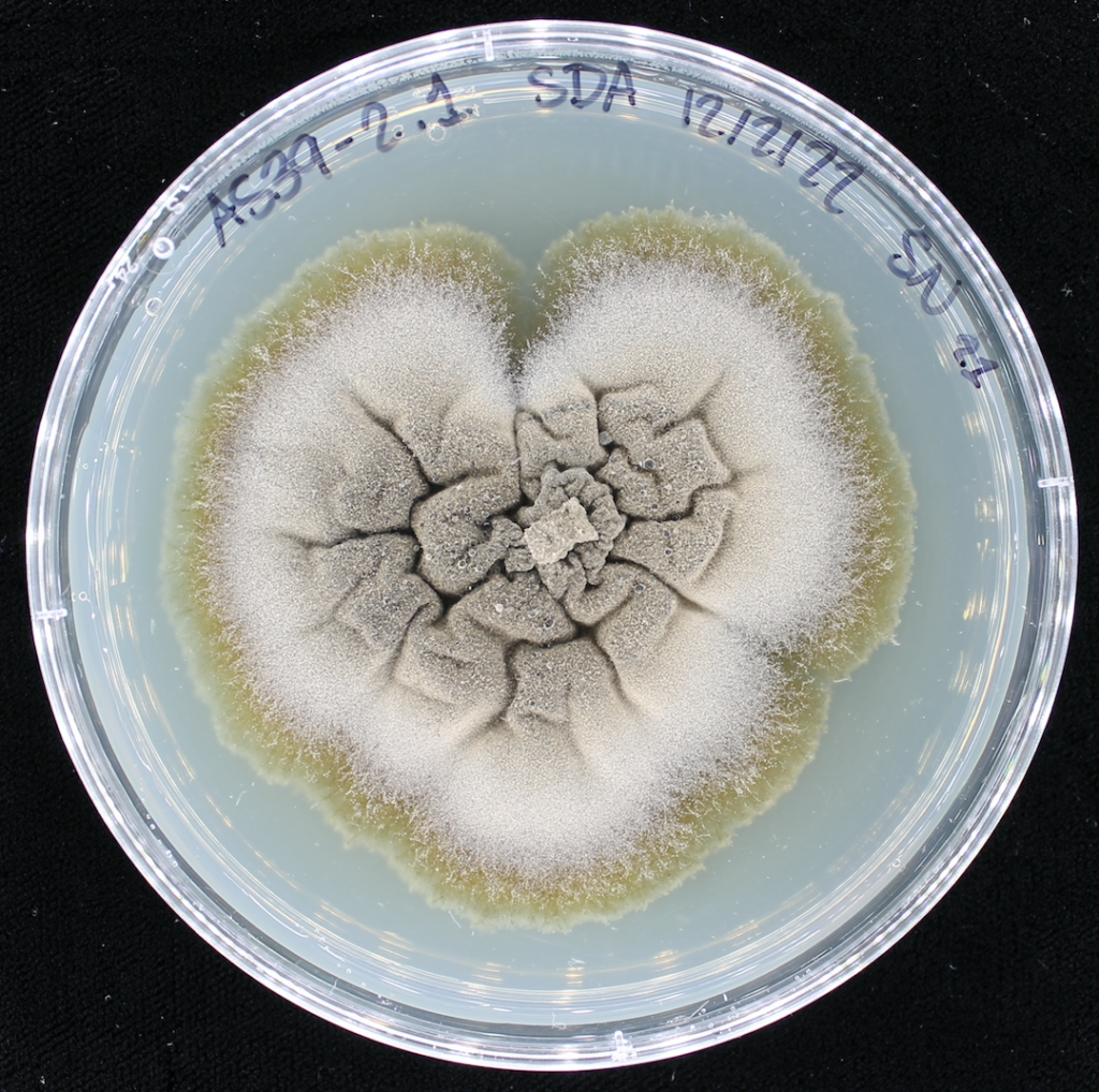 fungal pathogen, Discula destructiva