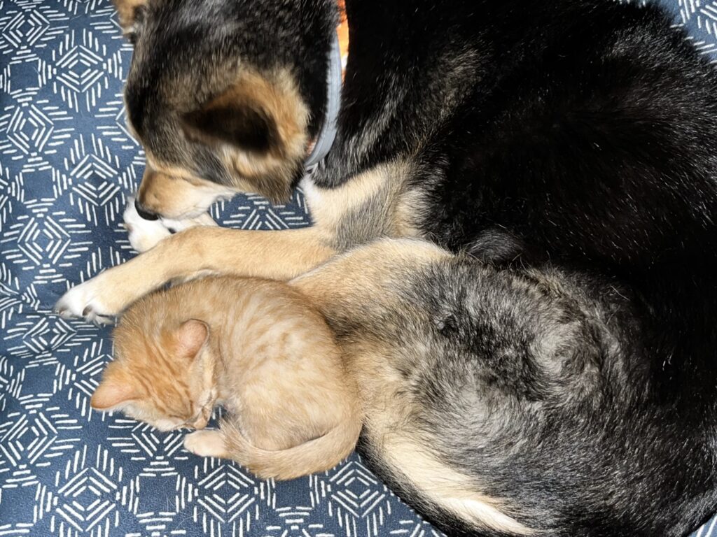 A cat and dog laying on a blanket.