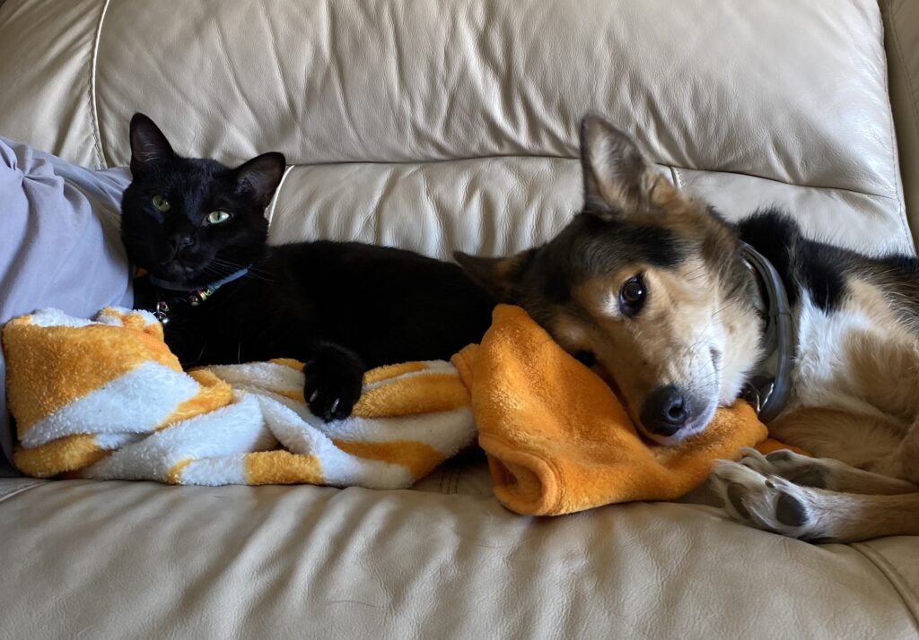 a cat and down laying on an orange blanket on the couch.