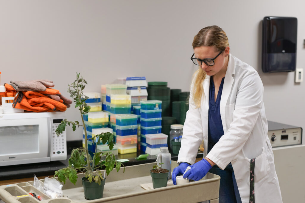 Amanda Penicks in the lab looking at a tomato plant
