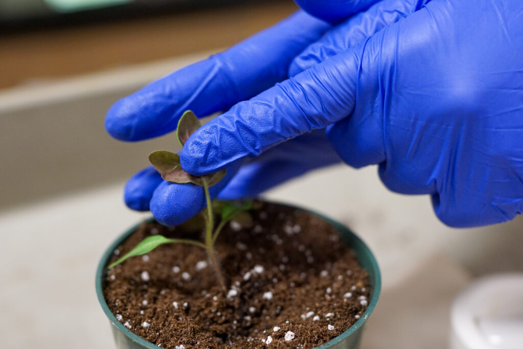 a finger on a tomato plant