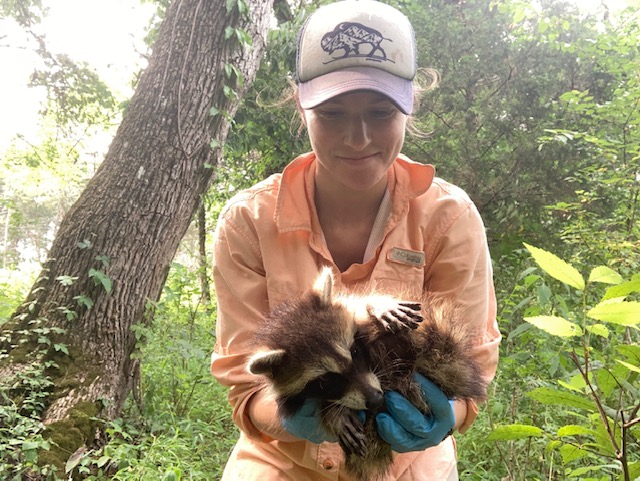 Rebecca Butler holding a baby raccoon in her hands.