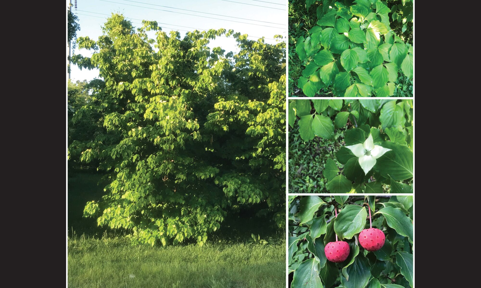 HortScience Cover. 'Sarah's Mountain Pixie'. (A) Bushy tree form of 'Sarah's Mountain Pixie'. (B) Large leaves. (C) Spade-shaped bracts. (D). Large fruits in the fall.