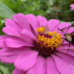 a pollinator pollinating a flower.