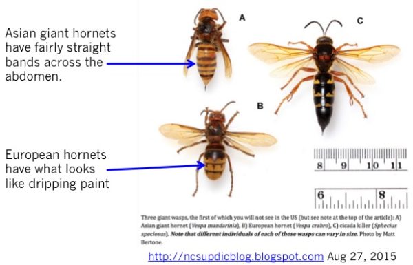 AGH-Euro-hornet-cicada-killer