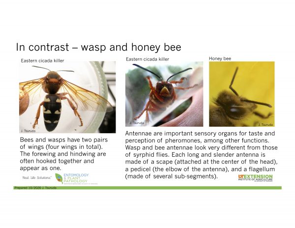wasps and honey bees
