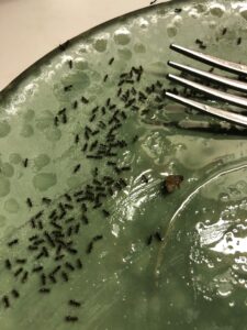 ants on a plate with a fork in view