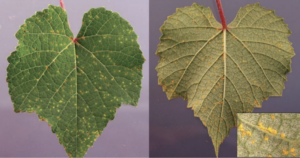 grapevine rust