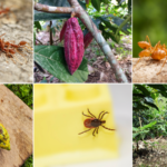 collage of six photos of fire ants, cocao pods, and a tick