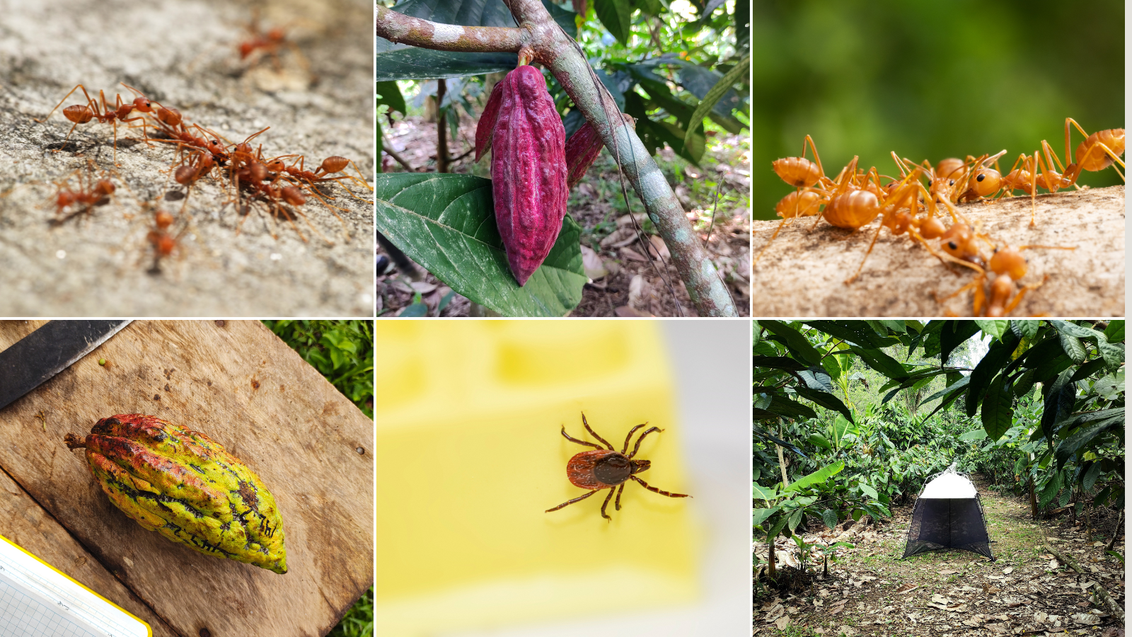 collage of six photos of fire ants, cocao pods, and a tick