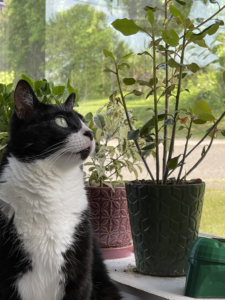 cat sitting by a plant looking out of a window