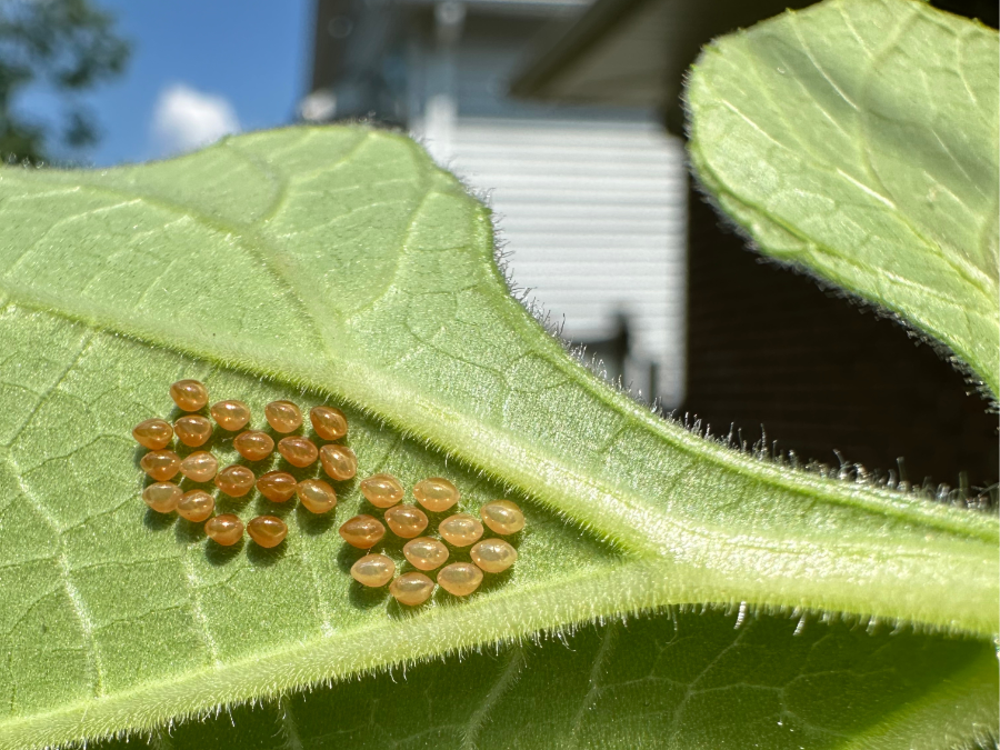 Squash bug eggs hiding under a gourd leaf.