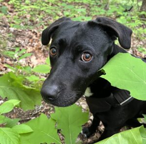 dog in the woods