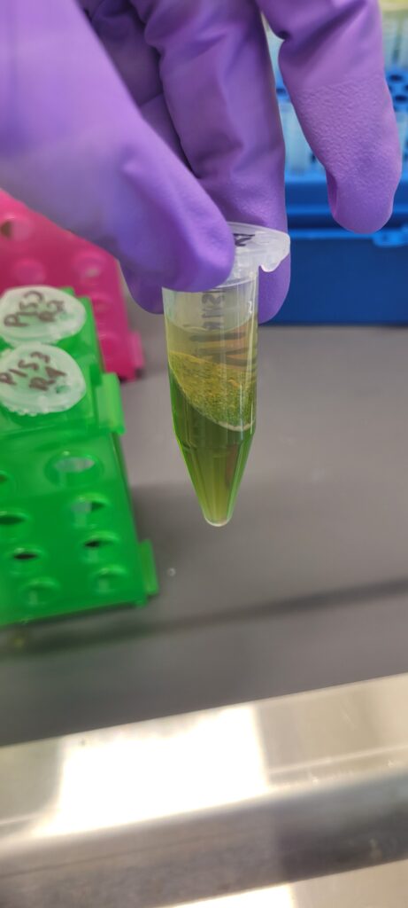 DNA extration sample
